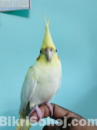 Cockatiel Bird